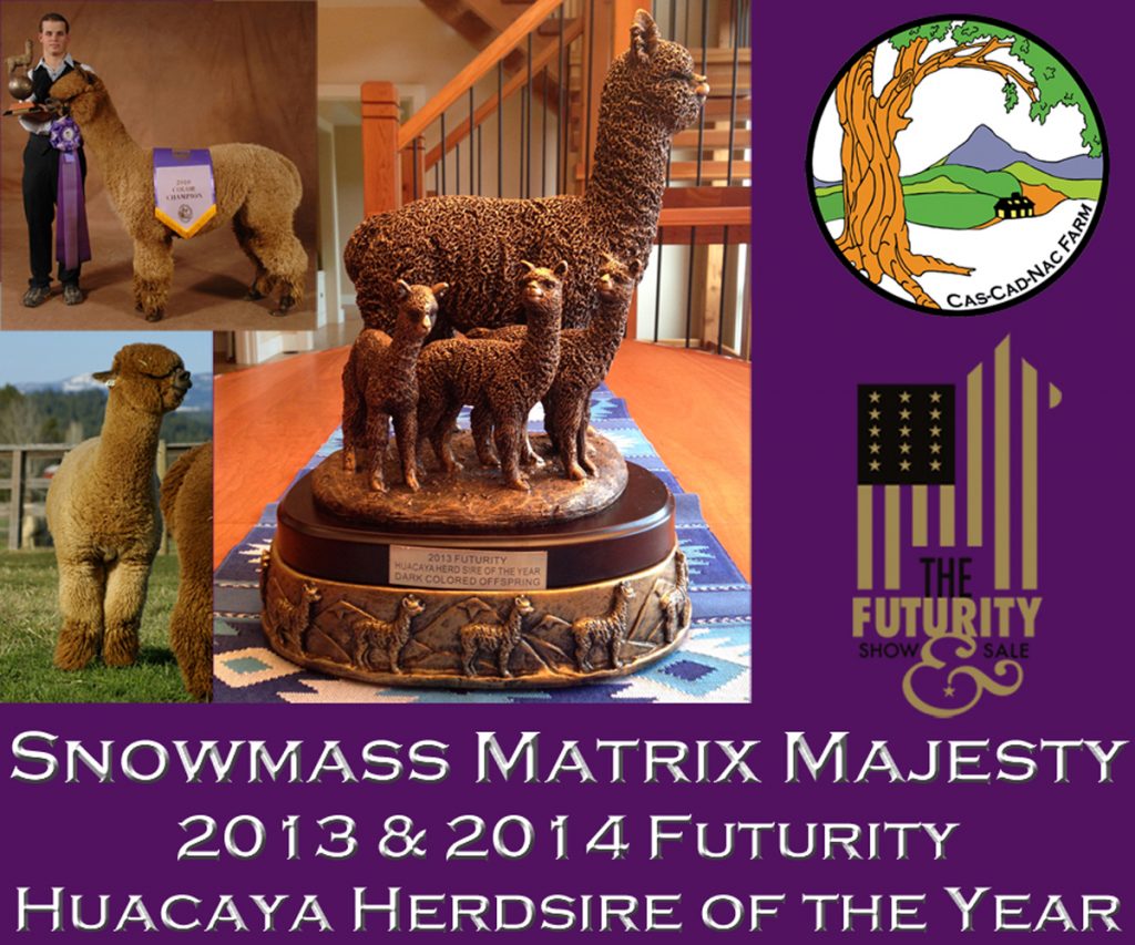 Snowmass Matrix Majesty - Matrix Majesty is the genetic amalgam of some of the greatest names to ever grace the North American alpaca herd.